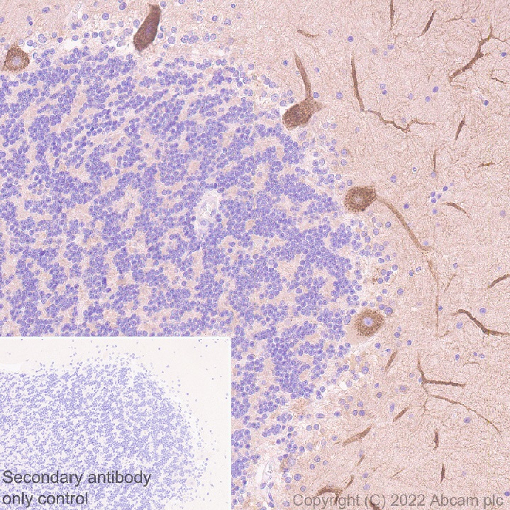 Immunohistochemistry (Formalin/PFA-fixed paraffin-embedded sections) - Donkey Anti-Goat IgG H&L (HRP) (ab205723), expandable thumbnail