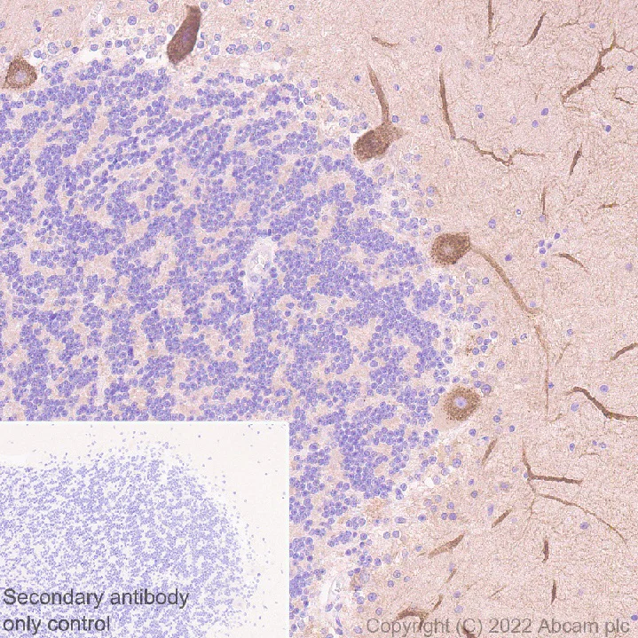 Immunohistochemistry (Formalin/PFA-fixed paraffin-embedded sections) - Donkey Anti-Goat IgG H&L (HRP) (AB205723)