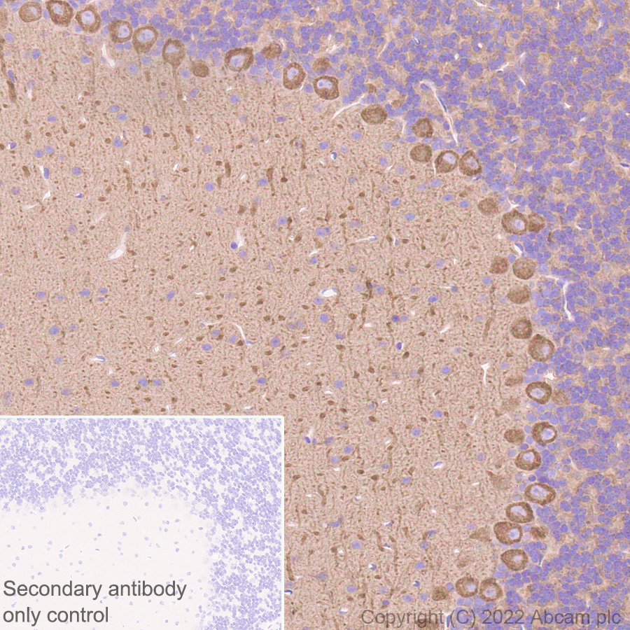 Immunohistochemistry (Formalin/PFA-fixed paraffin-embedded sections) - Donkey Anti-Goat IgG H&L (HRP) (ab205723), expandable thumbnail