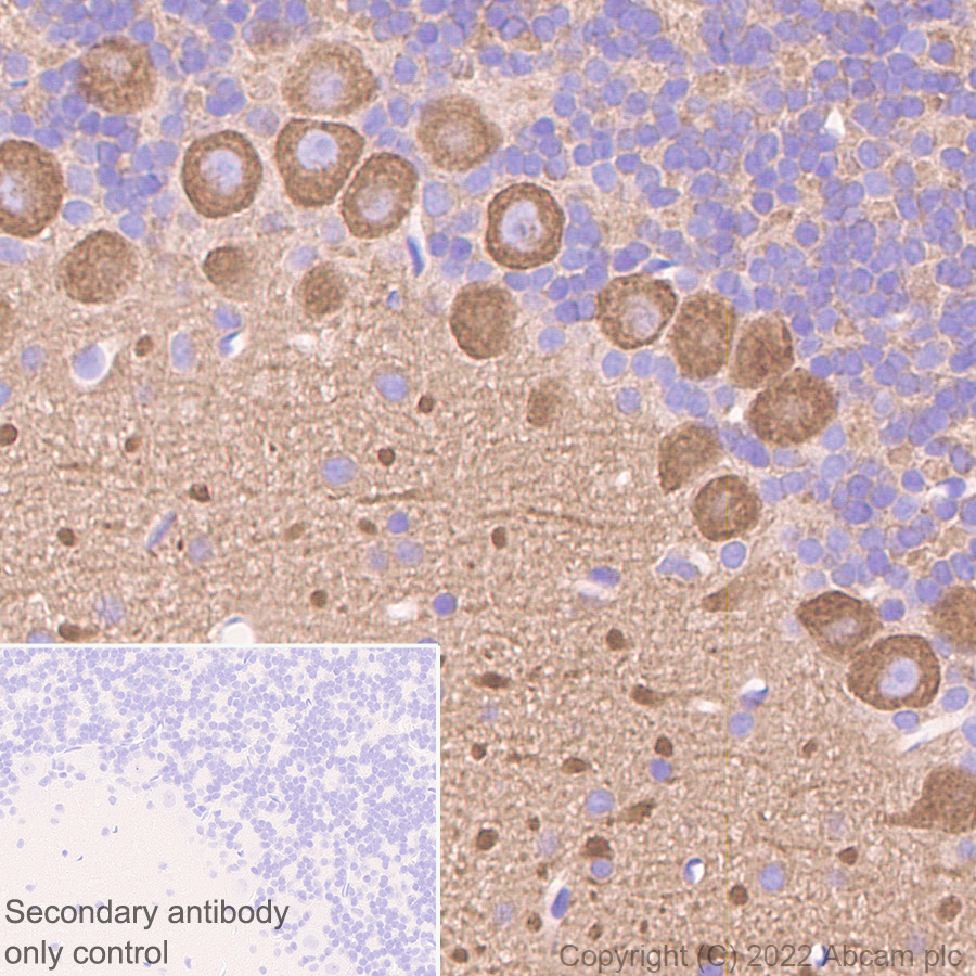 Immunohistochemistry (Formalin/PFA-fixed paraffin-embedded sections) - Donkey Anti-Goat IgG H&L (HRP) (ab205723), expandable thumbnail