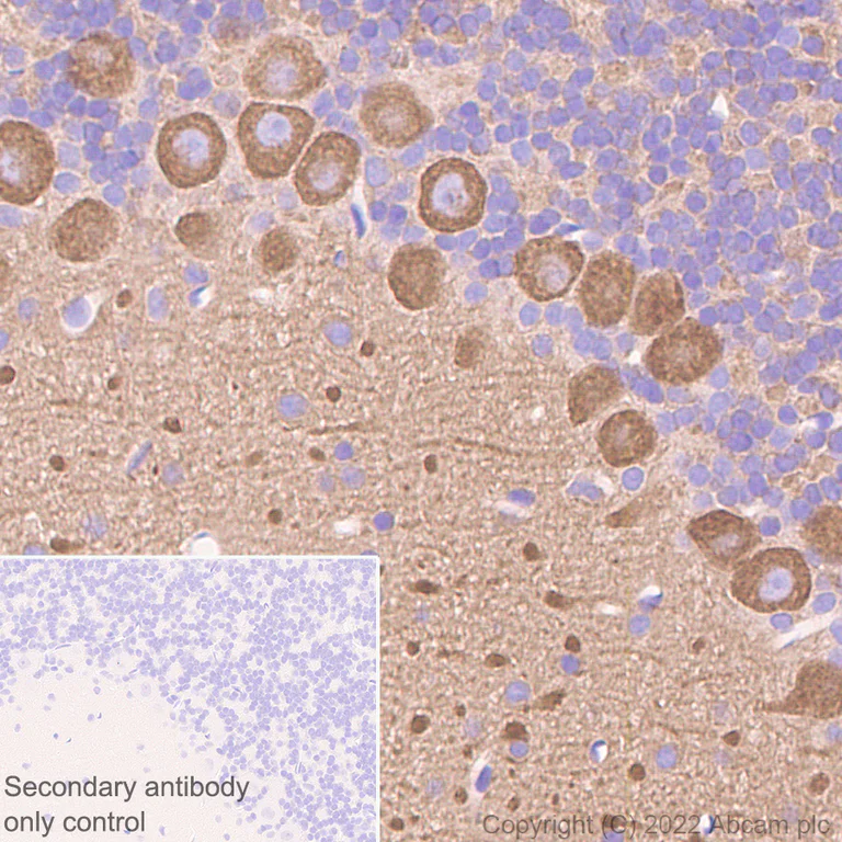 Immunohistochemistry (Formalin/PFA-fixed paraffin-embedded sections) - Donkey Anti-Goat IgG H&L (HRP) (AB205723)