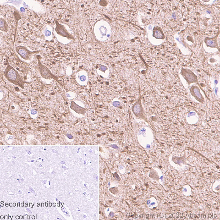 Immunohistochemistry (Formalin/PFA-fixed paraffin-embedded sections) - Donkey Anti-Goat IgG H&L (HRP) (AB205723), expandable thumbnail
