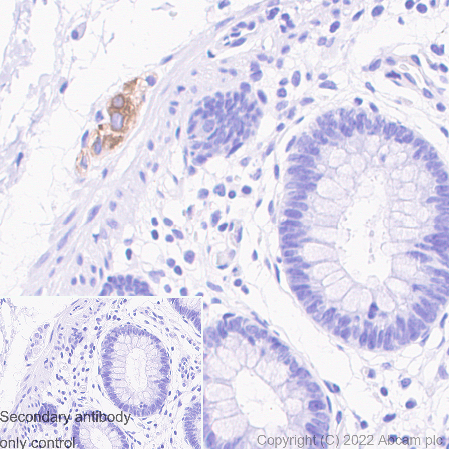 Immunohistochemistry (Formalin/PFA-fixed paraffin-embedded sections) - Donkey Anti-Goat IgG H&L (HRP) (AB205723), expandable thumbnail