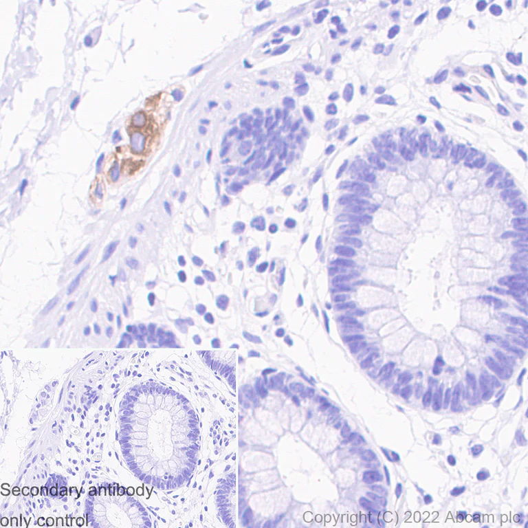 Immunohistochemistry (Formalin/PFA-fixed paraffin-embedded sections) - Donkey Anti-Goat IgG H&L (HRP) (AB205723)
