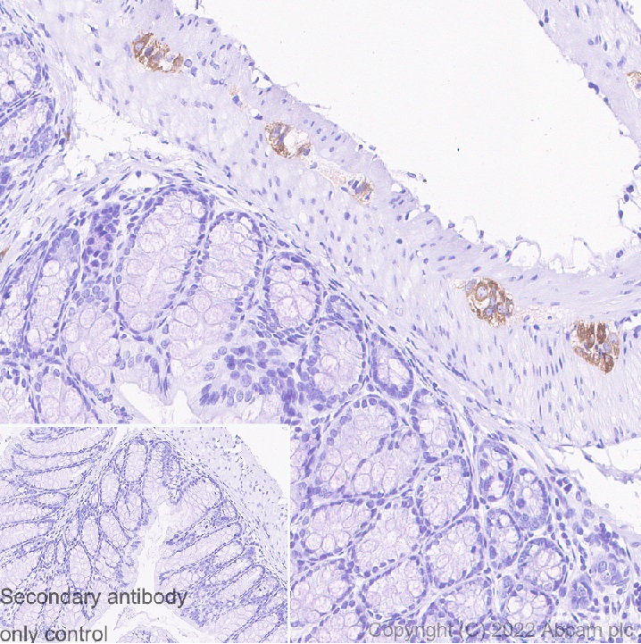 Immunohistochemistry (Formalin/PFA-fixed paraffin-embedded sections) - Donkey Anti-Goat IgG H&L (HRP) (ab205723), expandable thumbnail