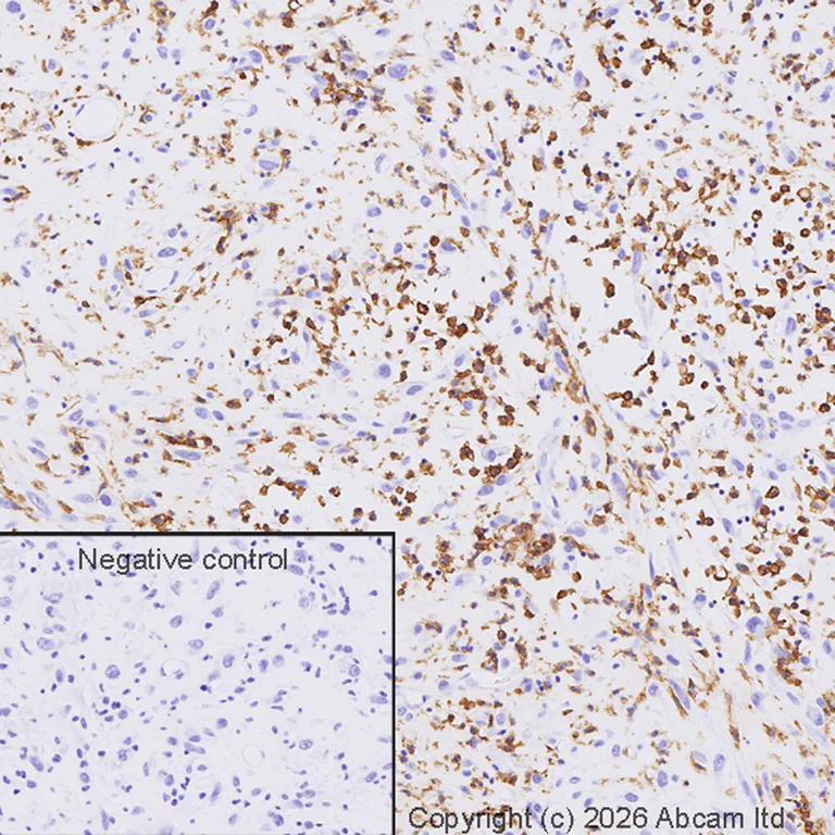 Immunohistochemistry (Formalin/PFA-fixed paraffin-embedded sections) - Donkey Anti-Goat IgG H&L (HRP) (AB205723)