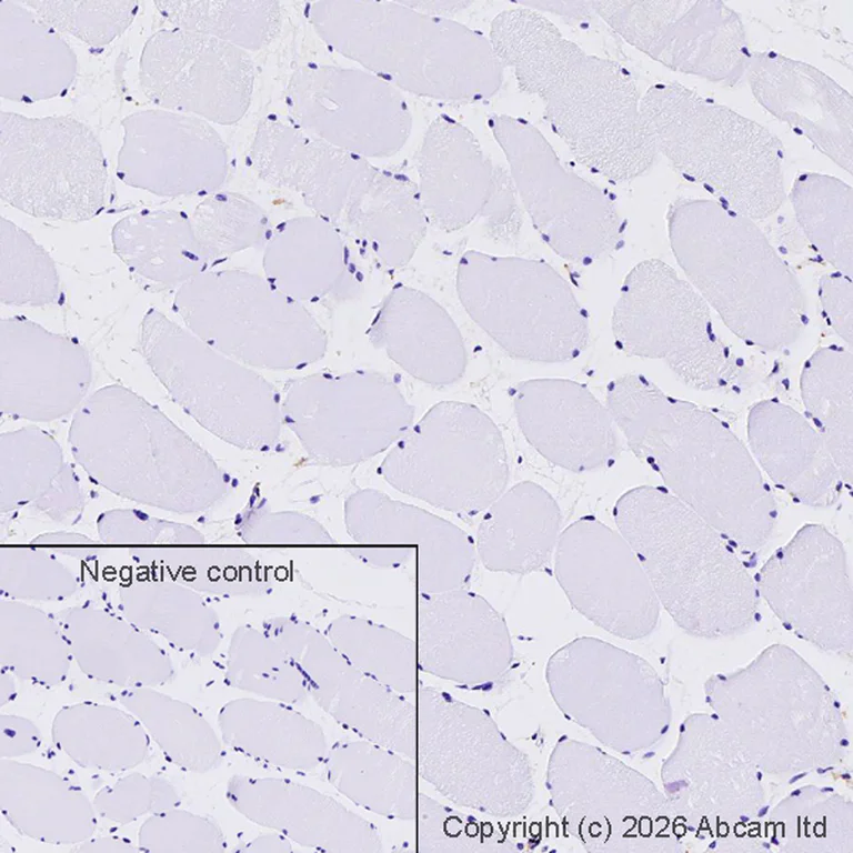 Immunohistochemistry (Formalin/PFA-fixed paraffin-embedded sections) - Donkey Anti-Goat IgG H&L (HRP) (AB205723)