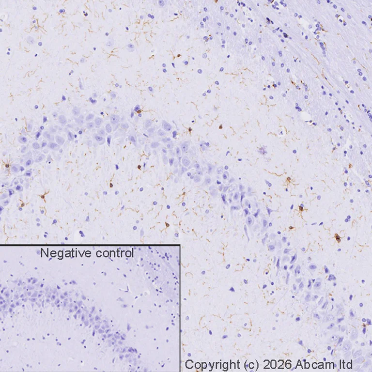 Immunohistochemistry (Formalin/PFA-fixed paraffin-embedded sections) - Donkey Anti-Goat IgG H&L (HRP) (AB205723)