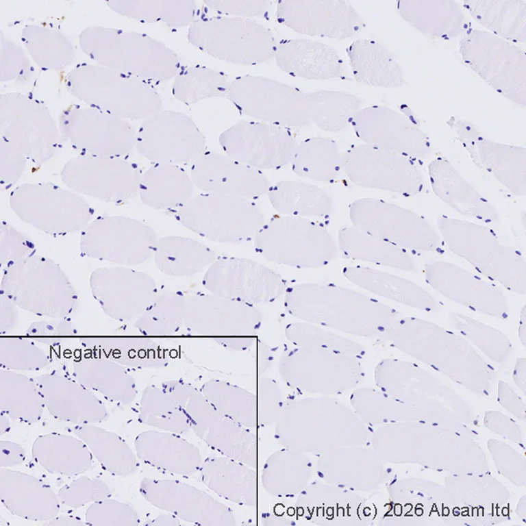 Immunohistochemistry (Formalin/PFA-fixed paraffin-embedded sections) - Donkey Anti-Goat IgG H&L (HRP) (AB205723)