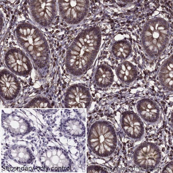 Immunohistochemistry (Formalin/PFA-fixed paraffin-embedded sections) - Donkey Anti-Goat IgG H&L (HRP) (AB205723), expandable thumbnail