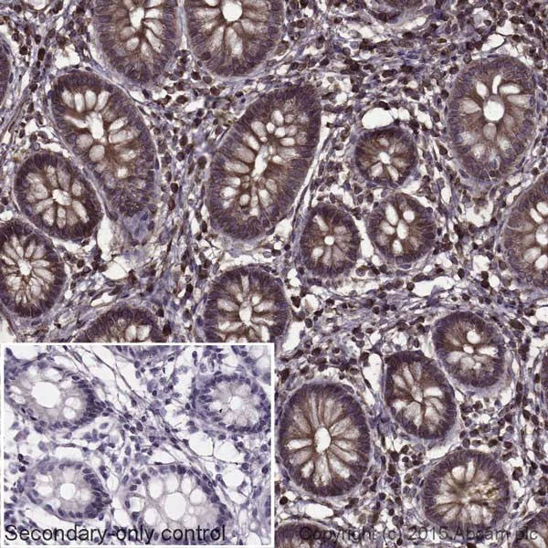 Immunohistochemistry (Formalin/PFA-fixed paraffin-embedded sections) - Donkey Anti-Goat IgG H&L (HRP) (AB205723)