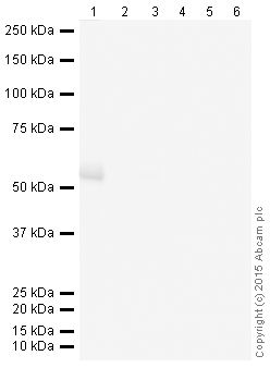 Western blot - Donkey Anti-Goat IgG H&L (HRP) (AB205723), expandable thumbnail