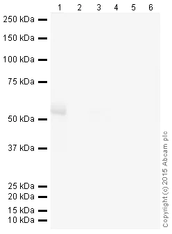 Western blot - Donkey Anti-Goat IgG H&L (HRP) (AB205723)