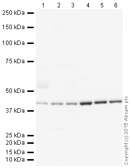 Western blot - Donkey Anti-Goat IgG H&L (HRP) (AB205723), expandable thumbnail