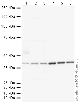 Western blot - Donkey Anti-Goat IgG H&L (HRP) (AB205723)