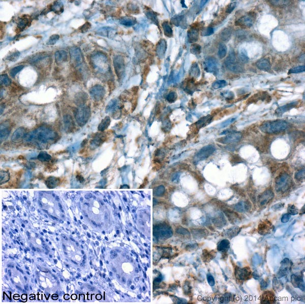 Immunohistochemistry (Formalin/PFA-fixed paraffin-embedded sections) - Donkey Anti-Goat IgG H&L (HRP) (AB6885), expandable thumbnail