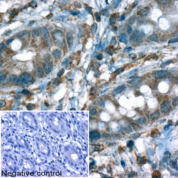 Immunohistochemistry (Formalin/PFA-fixed paraffin-embedded sections) - Donkey Anti-Goat IgG H&L (HRP) (AB6885)