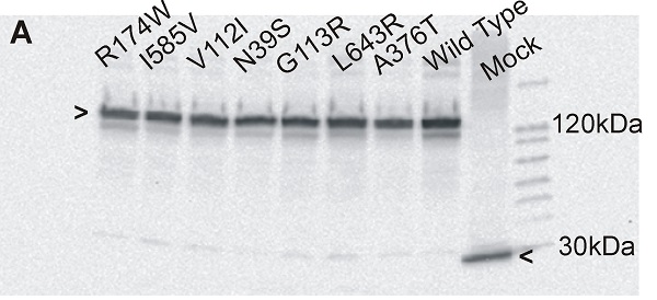 Western blot - Donkey Anti-Goat IgG H&L (HRP) (AB6885), expandable thumbnail