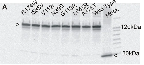 Western blot - Donkey Anti-Goat IgG H&L (HRP) (AB6885)