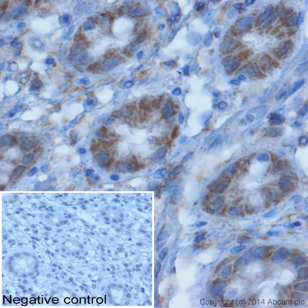 Immunohistochemistry (Formalin/PFA-fixed paraffin-embedded sections) - Donkey Anti-Goat IgG H&L (HRP) (AB97110)