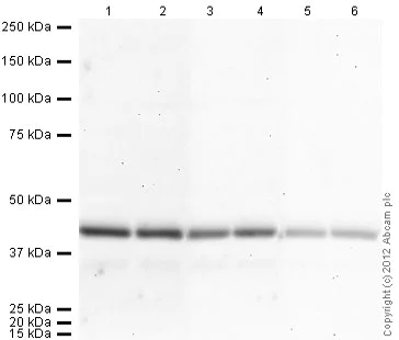 Western blot - Donkey Anti-Goat IgG H&L (HRP) (AB97110)