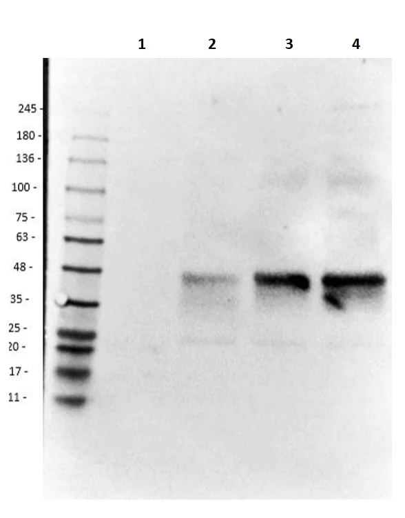 Western blot - Donkey Anti-Goat IgG H&L (HRP) preadsorbed (AB7125)