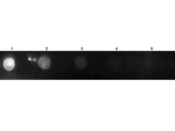 Dot Blot - Donkey Anti-Goat IgG H&L (PE) preadsorbed (AB7004), expandable thumbnail