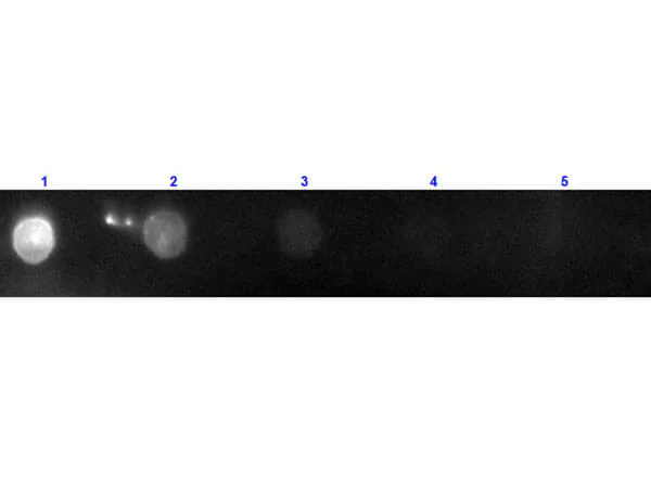 Dot Blot - Donkey Anti-Goat IgG H&L (PE) preadsorbed (AB7004)