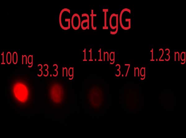Dot Blot - Donkey Anti-Goat IgG H&L (PE) preadsorbed (AB7004), expandable thumbnail