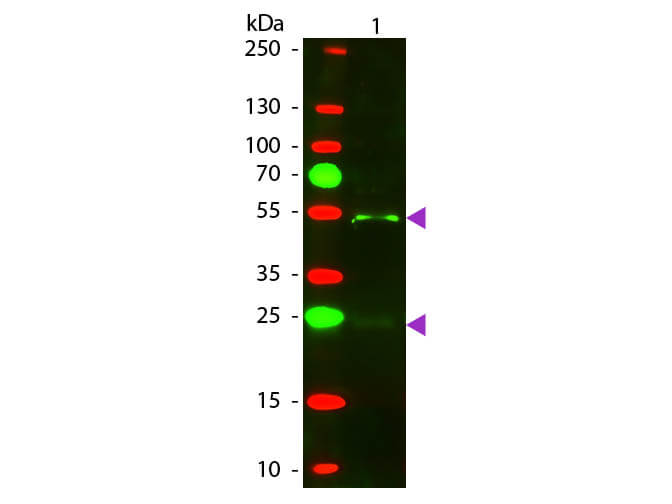 Western blot - Donkey Anti-Goat IgG H&L (Texas Red ®) preadsorbed (AB7123), expandable thumbnail