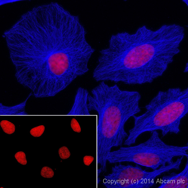 Immunocytochemistry/ Immunofluorescence - Donkey Anti-Mouse IgG H&L (Alexa Fluor® 405) preadsorbed (AB175659), expandable thumbnail
