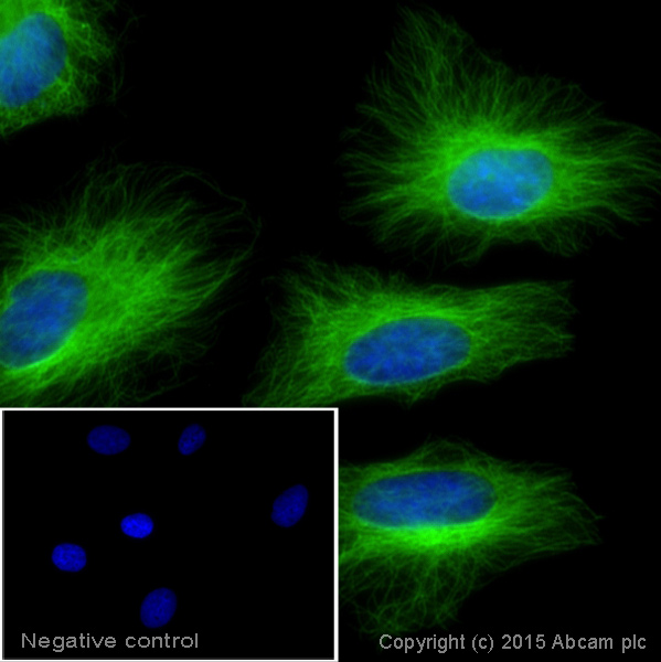Immunocytochemistry/ Immunofluorescence - Donkey Anti-Mouse IgG H&L (Alexa Fluor® 488) (AB150105), expandable thumbnail