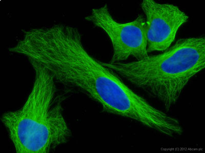 Immunocytochemistry/ Immunofluorescence - Donkey Anti-Mouse IgG H&L (Alexa Fluor® 488) preadsorbed (AB150109), expandable thumbnail