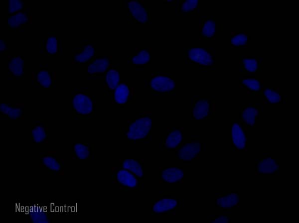Immunocytochemistry/ Immunofluorescence - Donkey Anti-Mouse IgG H&L (Alexa Fluor® 568) preadsorbed (AB175700), expandable thumbnail