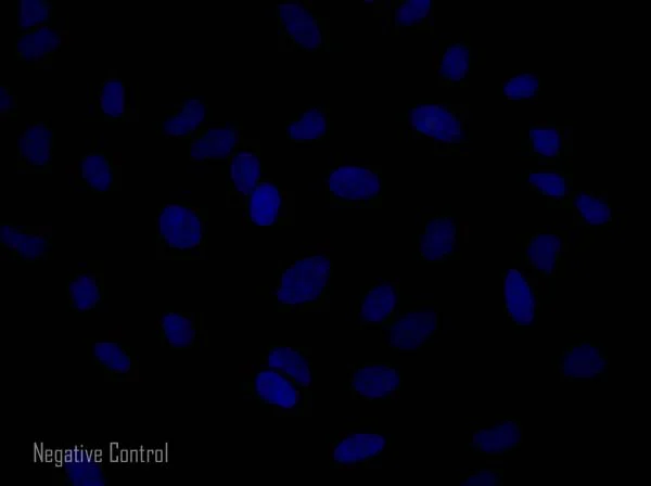 Immunocytochemistry/ Immunofluorescence - Donkey Anti-Mouse IgG H&L (Alexa Fluor® 568) preadsorbed (AB175700)