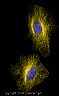 Immunocytochemistry/ Immunofluorescence - Donkey Anti-Mouse IgG H&L (Alexa Fluor® 568) preadsorbed (AB175700), expandable thumbnail