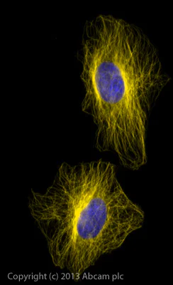 Immunocytochemistry/ Immunofluorescence - Donkey Anti-Mouse IgG H&L (Alexa Fluor® 568) preadsorbed (AB175700)