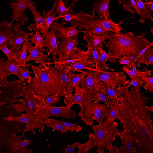 Immunocytochemistry/ Immunofluorescence - Donkey Anti-Mouse IgG H&L (Alexa Fluor® 594) (AB150108), expandable thumbnail