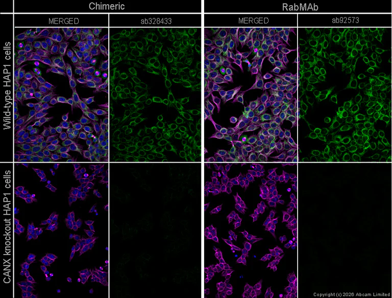 Immunocytochemistry/ Immunofluorescence - Donkey Anti-Mouse IgG H&L (Alexa Fluor® 594) (AB150108)