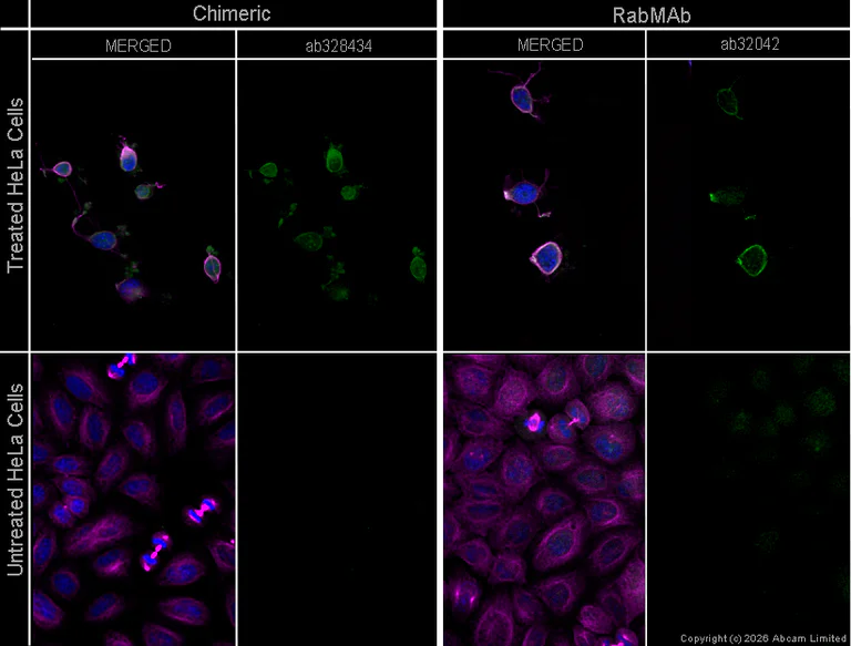 Immunocytochemistry/ Immunofluorescence - Donkey Anti-Mouse IgG H&L (Alexa Fluor® 594) (AB150108)