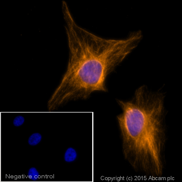 Immunocytochemistry/ Immunofluorescence - Donkey Anti-Mouse IgG H&L (Alexa Fluor® 594) (AB150108), expandable thumbnail