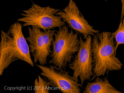 Immunocytochemistry/ Immunofluorescence - Donkey Anti-Mouse IgG H&L (Alexa Fluor® 594) preadsorbed (AB150112), expandable thumbnail