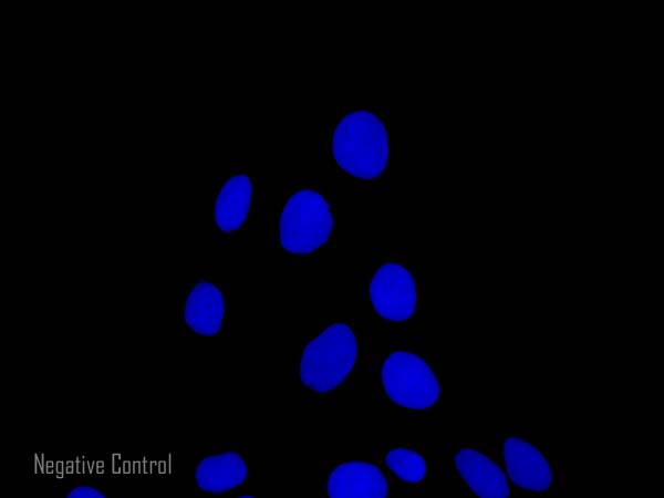 Immunocytochemistry/ Immunofluorescence - Donkey Anti-Mouse IgG H&L (Alexa Fluor® 594) preadsorbed (AB150112), expandable thumbnail