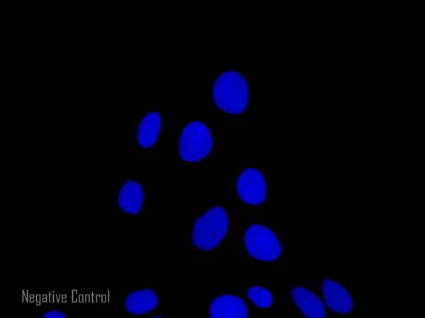 Immunocytochemistry/ Immunofluorescence - Donkey Anti-Mouse IgG H&L (Alexa Fluor® 594) preadsorbed (AB150112)