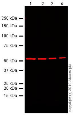 Western blot - Donkey Anti-Mouse IgG H&L (Alexa Fluor® 680) (AB175774)
