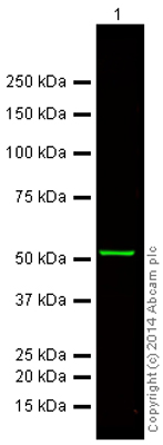Western blot - Donkey Anti-Mouse IgG H&L (Alexa Fluor® 750) (AB175738), expandable thumbnail