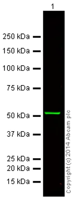 Western blot - Donkey Anti-Mouse IgG H&L (Alexa Fluor® 750) (AB175738)