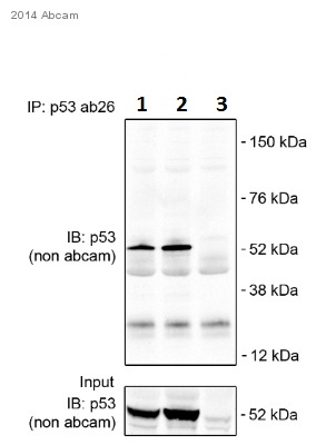 Immunoprecipitation - Donkey Anti-Mouse IgG H&L (Alexa Fluor® 750) preadsorbed (AB175739), expandable thumbnail