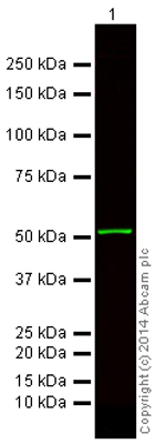 Western blot - Donkey Anti-Mouse IgG H&L (Alexa Fluor® 750) preadsorbed (AB175739), expandable thumbnail