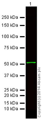 Western blot - Donkey Anti-Mouse IgG H&L (Alexa Fluor® 750) preadsorbed (AB175739)